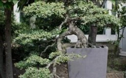 Variegated Pittosporum (Japanese Mock Orange) - 3 Gallon Pot 6 Variegated Pittosporum (Japanese Mock Orange) - 3 Gallon Pot -Garden Plants shop Pittosporum Variegated Bonsai