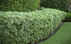 Variegated Pittosporum (Japanese Mock Orange) - 3 Gallon Pot 5 Variegated Pittosporum (Japanese Mock Orange) - 3 Gallon Pot -Garden Plants shop Pittosporum variegated 50
