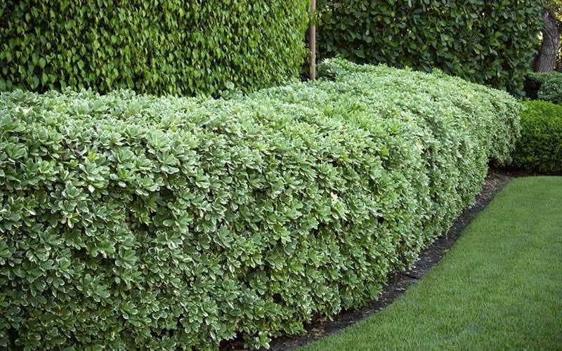 Variegated Pittosporum (Japanese Mock Orange) - 3 Gallon Pot Variegated Pittosporum (Japanese Mock Orange) - 3 Gallon Pot -Garden Plants shop Pittosporum variegated 50