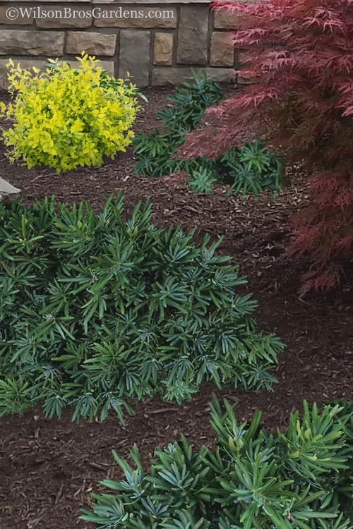 Pringles Dwarf Podocarpus Yew - 1 Gallon Pot Pringles Dwarf Podocarpus Yew - 1 Gallon Pot -Garden Plants shop Podocarpus Pringles 15