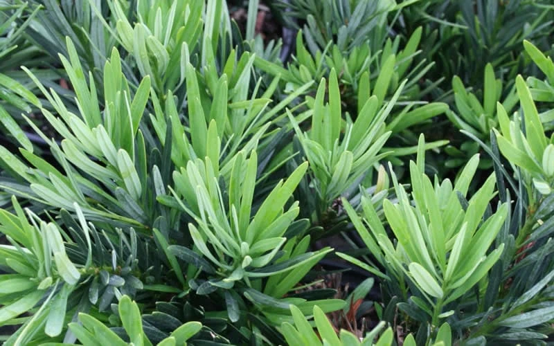 Pringles Dwarf Podocarpus Yew - 1 Gallon Pot Pringles Dwarf Podocarpus Yew - 1 Gallon Pot -Garden Plants shop Podocarpus Pringles 2