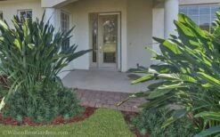 Pringles Dwarf Podocarpus Yew - 1 Gallon Pot 4 Pringles Dwarf Podocarpus Yew - 1 Gallon Pot -Garden Plants shop Podocarpus Pringles 21