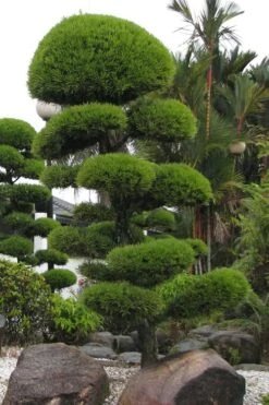 Podocarpus Macrophyllus Upright Yew - 3 Gallon Pot -Garden Plants shop Podocarpus Upright Yew 10 1