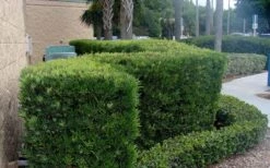 Podocarpus Macrophyllus Upright Yew - 3 Gallon Pot -Garden Plants shop Podocarpus Upright Yew 11 1