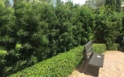 Podocarpus Macrophyllus Upright Yew - 1 Gallon Pot -Garden Plants shop Podocarpus Upright Yew 12