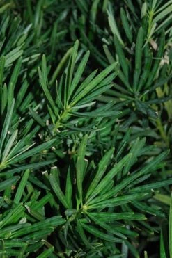Podocarpus Macrophyllus Upright Yew - 3 Gallon Pot -Garden Plants shop Podocarpus Upright Yew 13 1