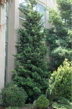 Podocarpus Macrophyllus Upright Yew - 1 Gallon Pot -Garden Plants shop Podocarpus Upright Yew 500x750 1