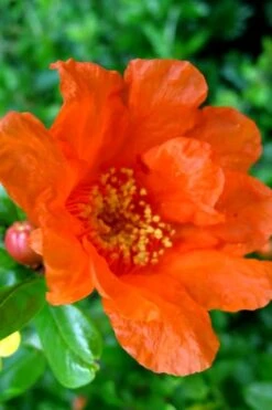 Russian 26 Cold Hardy Pomegranate - 6 Pack Of 1 Gallon Pots 4 Russian 26 Cold Hardy Pomegranate - 6 Pack Of 1 Gallon Pots -Garden Plants shop Pomegranate Russian 26 11