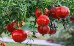 Russian 26 Cold Hardy Pomegranate - 6 Pack Of 1 Gallon Pots 5 Russian 26 Cold Hardy Pomegranate - 6 Pack Of 1 Gallon Pots -Garden Plants shop Pomegranate Russian 26 12