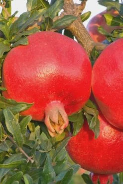 Salavatski Cold Hardy Russian Pomegranate - 1 Gallon Pot -Garden Plants shop Pomegranate Russian 26 Rev 500x750 2