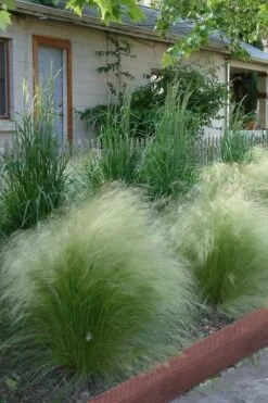 Pony Tails Mexican Feather Grass - Stipa Tennuissima - 1 Gallon Pot -Garden Plants shop Ponytails Grass Mexican Feather Rev 500x750 1