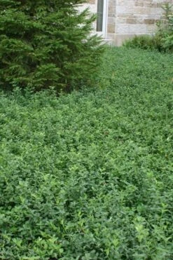 Purple Wintercreeper - Euonymus Fortunei Coloratus - 3 Pack Of Pint Pots -Garden Plants shop Purple Wintercreeper 5 1