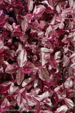 Purple Wintercreeper - Euonymus Fortunei Coloratus - 3 Pack Of Pint Pots -Garden Plants shop Purple Wintercreeper 7 1