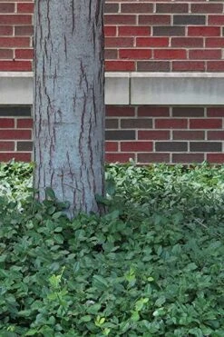 Purple Wintercreeper - Euonymus Fortunei Coloratus - 3 Pack Of Pint Pots -Garden Plants shop Purple Wintercreeper 8 1