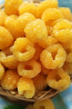 Fall Gold Raspberry - 1 Gallon Pot -Garden Plants shop Raspberry Fall Gold 2