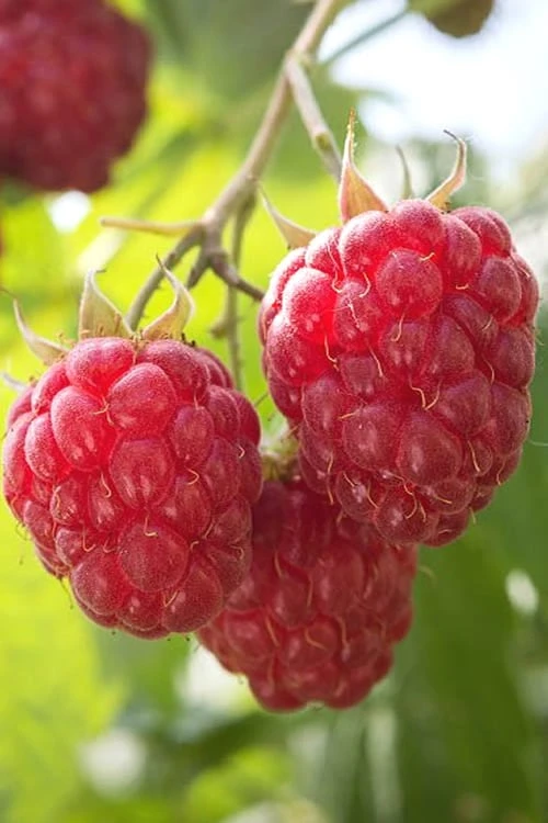 Nova Raspberry - 1 Gallon Pot Nova Raspberry - 1 Gallon Pot -Garden Plants shop Raspberry Nova 1