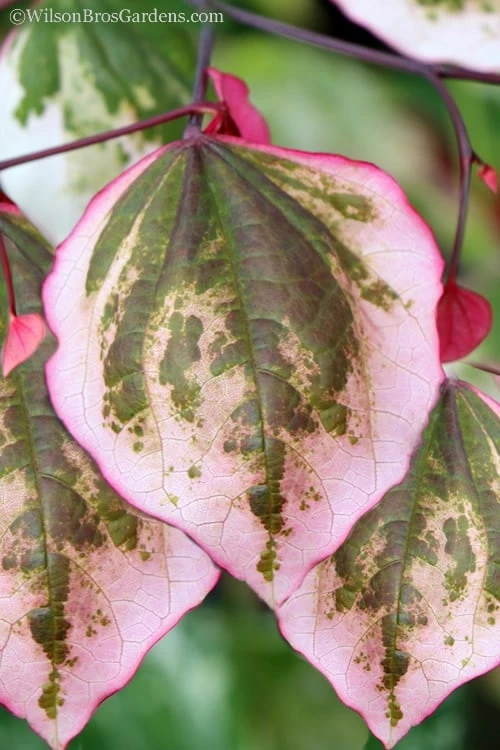 Carolina Sweetheart Eastern Redbud Tree - 5 Gallon Pot Carolina Sweetheart Eastern Redbud Tree - 5 Gallon Pot -Garden Plants shop Redbud Carolina Sweetheart 12