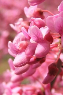 Carolina Sweetheart Eastern Redbud Tree - 3 Gallon Pot 4 Carolina Sweetheart Eastern Redbud Tree - 3 Gallon Pot -Garden Plants shop Redbud Carolina Sweetheart 13 1