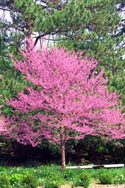Carolina Sweetheart Eastern Redbud Tree - 5 Gallon Pot 5 Carolina Sweetheart Eastern Redbud Tree - 5 Gallon Pot -Garden Plants shop Redbud Carolina Sweetheart 14
