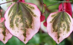 Carolina Sweetheart Eastern Redbud Tree - 3 Gallon Pot 3 Carolina Sweetheart Eastern Redbud Tree - 3 Gallon Pot -Garden Plants shop Redbud Carolina Sweetheart 9 1