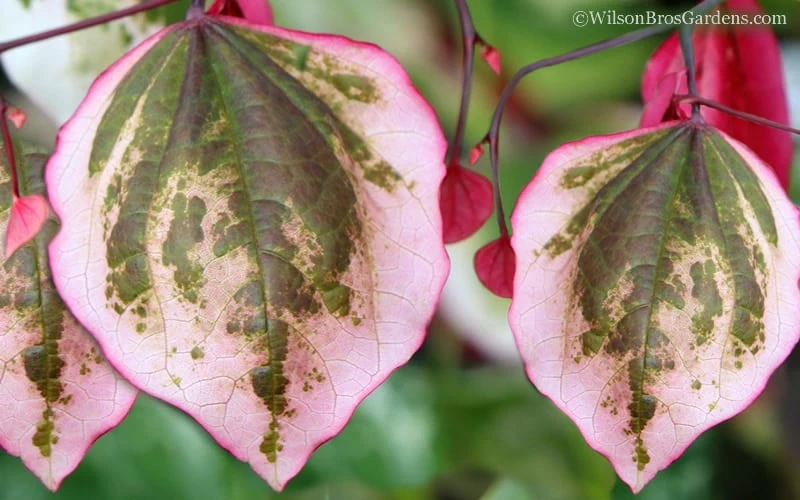 Carolina Sweetheart Eastern Redbud Tree - 3 Gallon Pot Carolina Sweetheart Eastern Redbud Tree - 3 Gallon Pot -Garden Plants shop Redbud Carolina Sweetheart 9 1