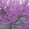 Eastern Redbud - 7 Gallon Pot