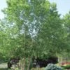River Birch Tree (Multi Trunk) - 2 Gallon Pot