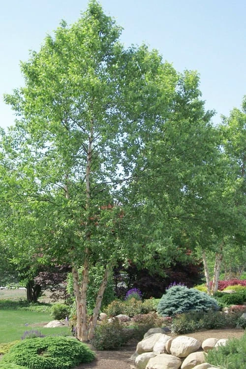 River Birch Tree (Multi Trunk) - 2 Gallon Pot River Birch Tree (Multi Trunk) - 2 Gallon Pot -Garden Plants shop River Birch 10