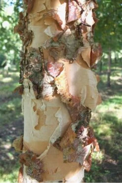 River Birch Tree (Betula Nigra) - 1 Gallon Pot 3 River Birch Tree (Betula Nigra) - 1 Gallon Pot -Garden Plants shop River Birch 12 1