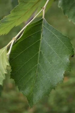 River Birch Tree (Betula Nigra) - 1 Gallon Pot 4 River Birch Tree (Betula Nigra) - 1 Gallon Pot -Garden Plants shop River Birch 13 1