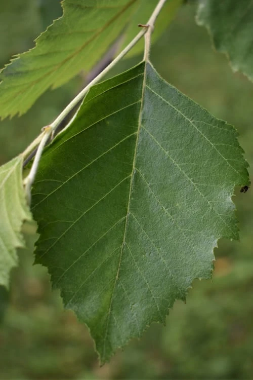 River Birch Tree (Multi Trunk) - 2 Gallon Pot River Birch Tree (Multi Trunk) - 2 Gallon Pot -Garden Plants shop River Birch 13