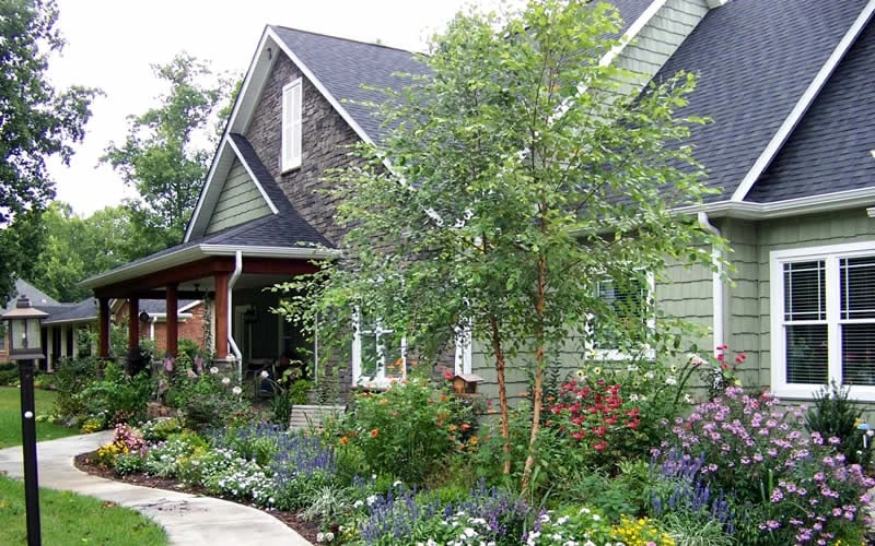 River Birch Tree (Multi Trunk) - 2 Gallon Pot River Birch Tree (Multi Trunk) - 2 Gallon Pot -Garden Plants shop River Birch Tree B