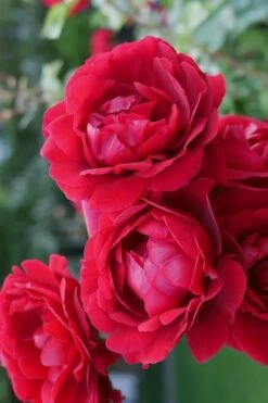 Don Juan Climbing Rose - 3 Gallon Pot 3 Don Juan Climbing Rose - 3 Gallon Pot -Garden Plants shop Rose Climbing Don Juan 2