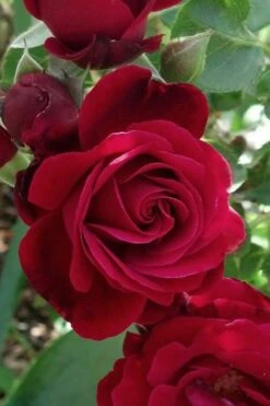 Don Juan Climbing Rose - 3 Gallon Pot 4 Don Juan Climbing Rose - 3 Gallon Pot -Garden Plants shop Rose Climbing Don Juan 3