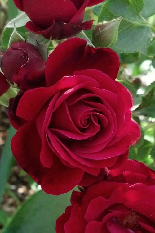 Don Juan Climbing Rose - 3 Gallon Pot Don Juan Climbing Rose - 3 Gallon Pot -Garden Plants shop Rose Climbing Don Juan 3