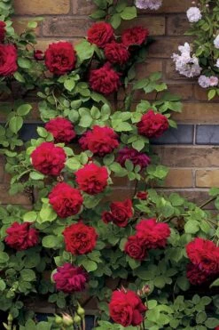 Don Juan Climbing Rose - 3 Gallon Pot 5 Don Juan Climbing Rose - 3 Gallon Pot -Garden Plants shop Rose Climbing Don Juan 5
