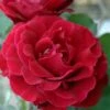 Don Juan Climbing Rose - 3 Gallon Pot