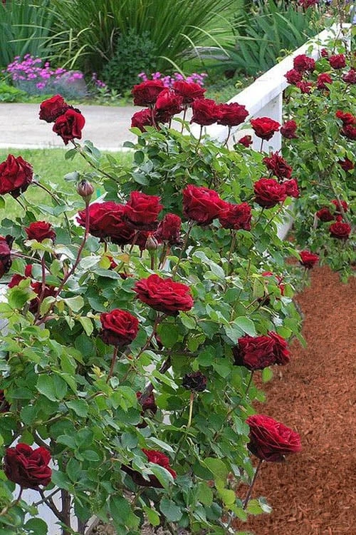 Don Juan Climbing Rose - 3 Gallon Pot Don Juan Climbing Rose - 3 Gallon Pot -Garden Plants shop Rose Climbing Don Juan 9