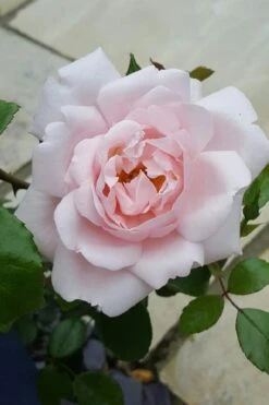 New Dawn Climbing Rose - 3 Gallon Pot -Garden Plants shop Rose Climbing New Dawn 12