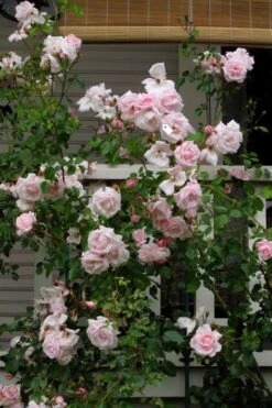 New Dawn Climbing Rose - 3 Gallon Pot -Garden Plants shop Rose Climbing New Dawn 14