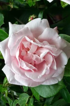 New Dawn Climbing Rose - 3 Gallon Pot -Garden Plants shop Rose Climbing New Dawn 17