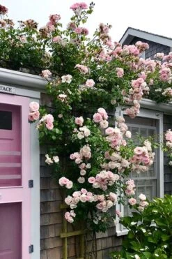 New Dawn Climbing Rose - 3 Gallon Pot -Garden Plants shop Rose Climbing New Dawn 18