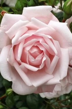 New Dawn Climbing Rose - 3 Gallon Pot