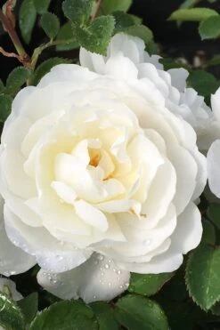 Cloud 10 Climbing Rose - 3 Gallon Pot 4 Cloud 10 Climbing Rose - 3 Gallon Pot -Garden Plants shop Rose Cloud 10 1