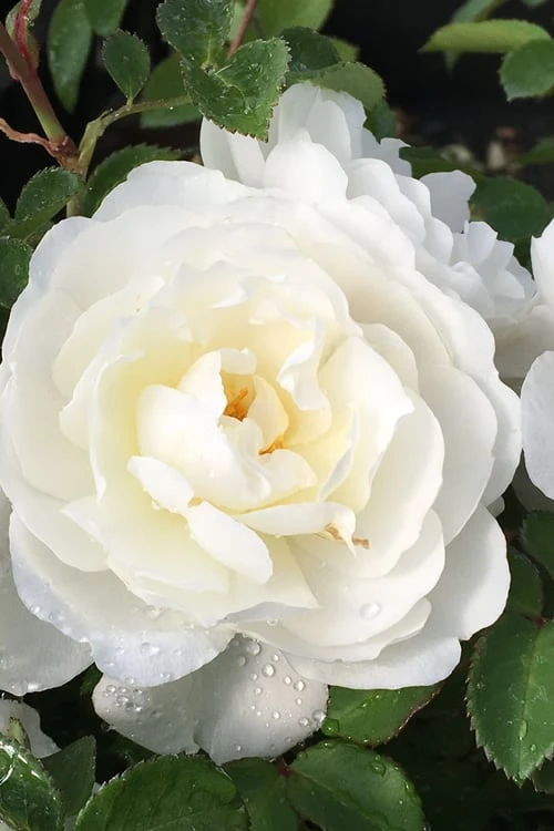 Cloud 10 Climbing Rose - 3 Gallon Pot Cloud 10 Climbing Rose - 3 Gallon Pot -Garden Plants shop Rose Cloud 10 1