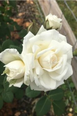 Cloud 10 Climbing Rose - 3 Gallon Pot 5 Cloud 10 Climbing Rose - 3 Gallon Pot -Garden Plants shop Rose Cloud 10 10