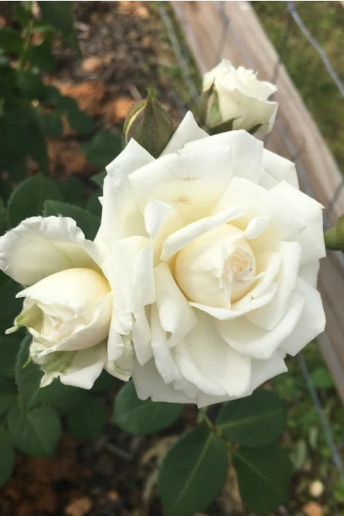 Cloud 10 Climbing Rose - 3 Gallon Pot Cloud 10 Climbing Rose - 3 Gallon Pot -Garden Plants shop Rose Cloud 10 10