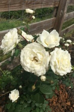 Cloud 10 Climbing Rose - 3 Gallon Pot 6 Cloud 10 Climbing Rose - 3 Gallon Pot -Garden Plants shop Rose Cloud 10 11