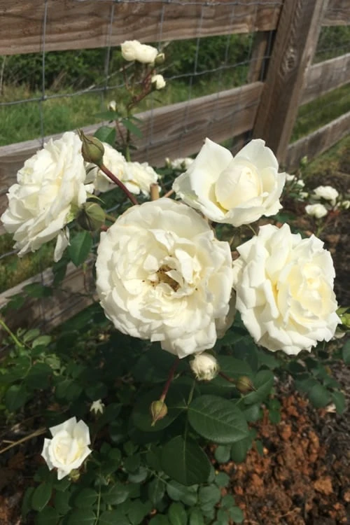 Cloud 10 Climbing Rose - 3 Gallon Pot Cloud 10 Climbing Rose - 3 Gallon Pot -Garden Plants shop Rose Cloud 10 11