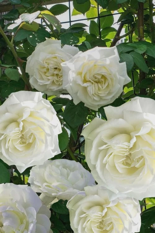Cloud 10 Climbing Rose - 3 Gallon Pot Cloud 10 Climbing Rose - 3 Gallon Pot -Garden Plants shop Rose Cloud 10 2